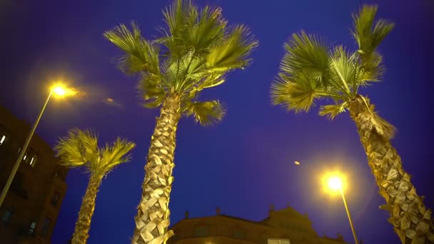 Tall palm trees against night sky background, stormy weather at exotic resort — Stock Video