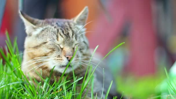 Schattig binnenlandse kat liggen in gras — Stockvideo