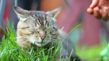 El sevişme sevimli yerli kedi
