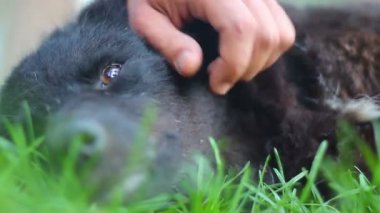 Kişi siyah tüylü köpekleri