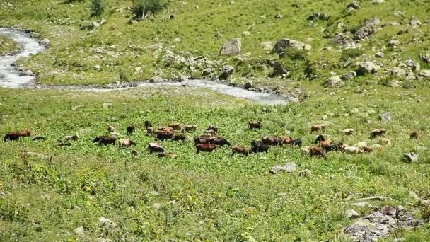 Pecuária pastando no prado da montanha — Vídeo de Stock