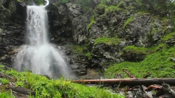 Cascada en el bosque — Vídeo de stock