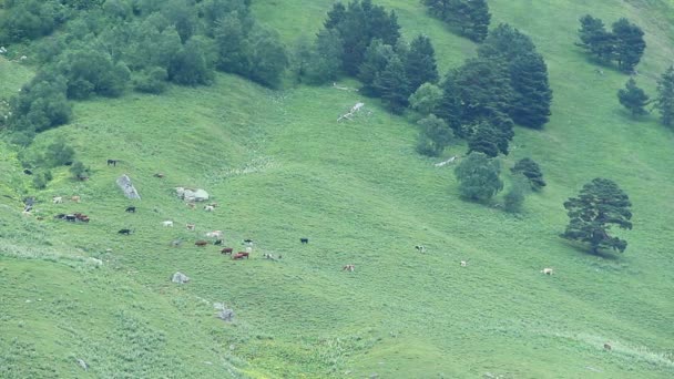 山の牧草地で放牧家畜 — ストック動画