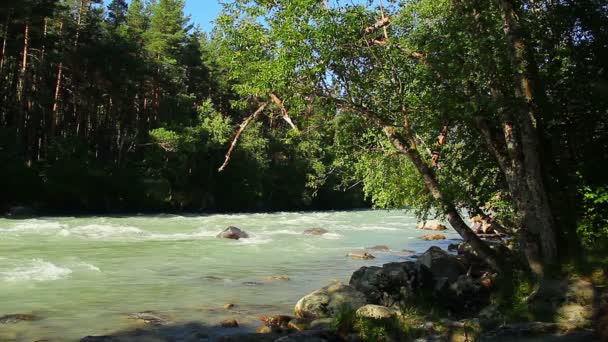 Floden kör i skogen — Stockvideo