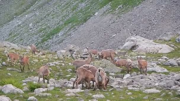 Stádo divokých koz jíst trávu v horách — Stock video