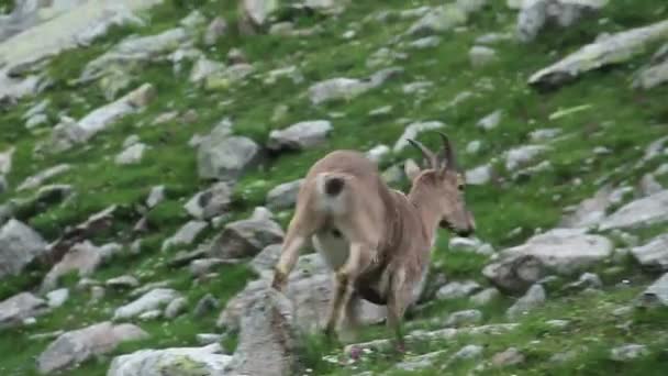 Cabra de montaña marrón corriendo por la colina — Vídeo de stock