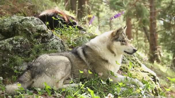 Сірий вовк лежить на каменях — стокове відео