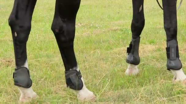 Caballo con logo BMW — Vídeo de stock