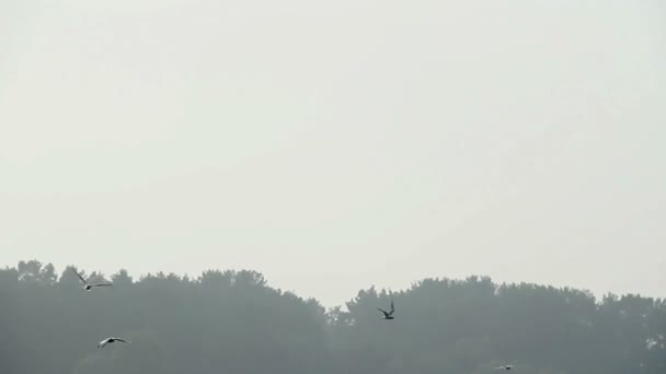 Gaviotas volando sobre el agua — Vídeo de stock