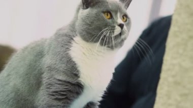 kedi oyuncakla oynuyor.
