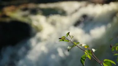yaprakları ve arka plan üzerinde şelale