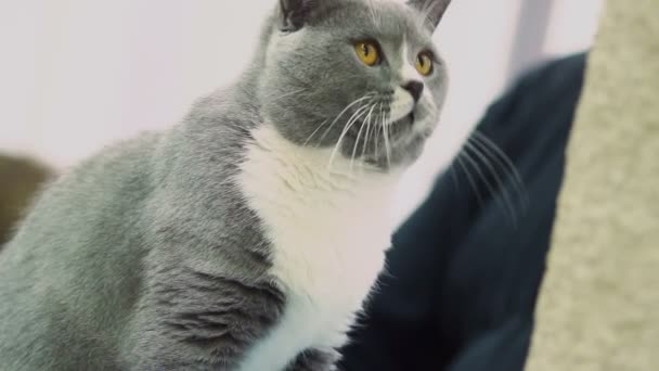 Gato jugando con juguete — Vídeos de Stock