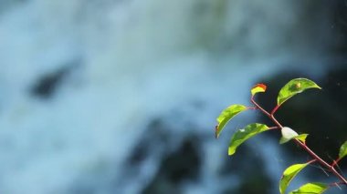 yeşil ağaç yaprakları