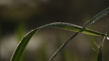 yeşil çimen ıslak