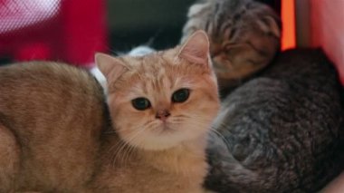 Kediler kutusunda uyku