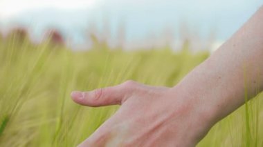 Alan, dokunmadan kuru buğday, hasat, tarımsal iş el yürüme çiftçi