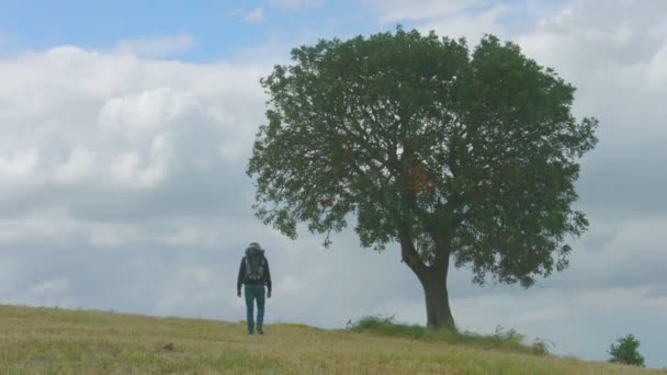 Man met rugzak lopen over veld, toeristische wandelen, groen toerisme, vakantie — Stockvideo