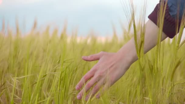 Ruka se dotýká pšenice v poli, bio Celozrnné potraviny, zemědělství, obchod