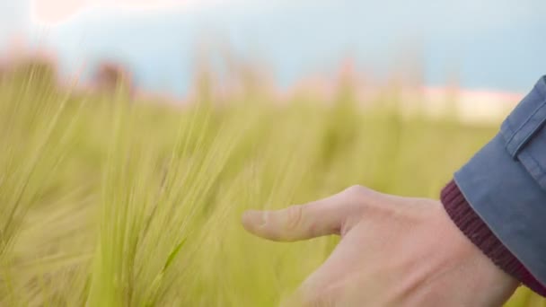 Mano en el campo, hombre caminando por tierra natal, sentimientos patrióticos hacia la patria — Vídeos de Stock