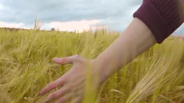 Boer aanraken van tarwe in veld, biologische gewassen, arbeid, landelijke landschap landbouw — Stockvideo