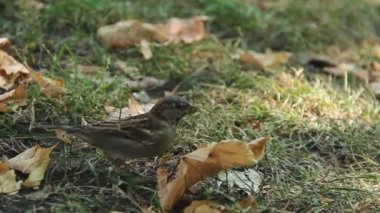 Minik Serçe gıda, yeşil çim atlama arıyorum. Çevre koruma