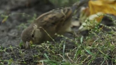 Çim tohumu hasat iki serçeler atış kapatın. Kuş Gözlem hobi