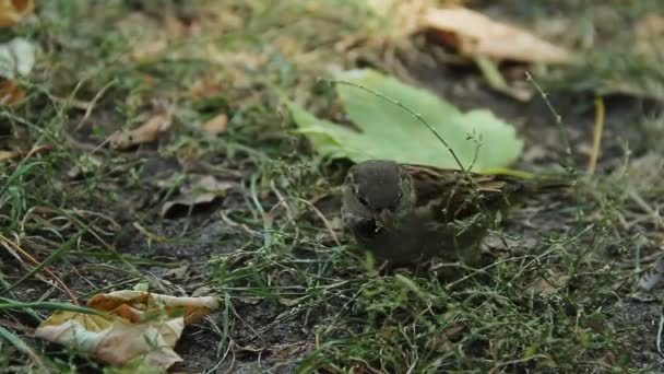 Closeup shot of funny little sparrow picking grass seeds in city park. Ecology — Stock Video