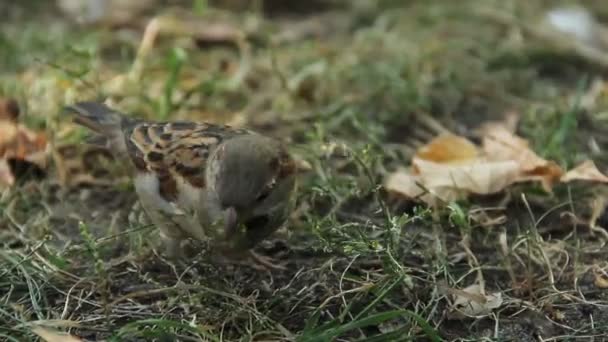 Close-up shot of cute sparrow jumping in city park. Birdwatching activity, hobby — Stock Video