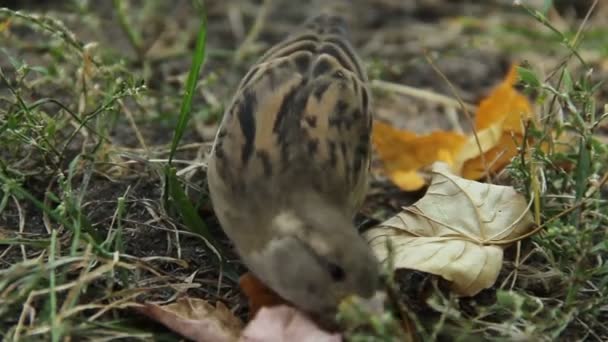 Closeup shot of small house sparrow eating seeds, insects in park on summer day — Stock Video