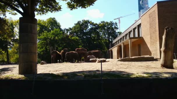 Elephants eating food in Zoo — Stock Video