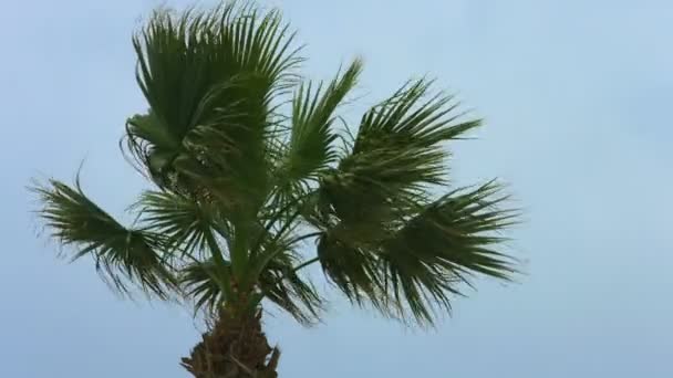 Palmera exótica ondeando en el viento. Clima tormentoso en el resort. Huracán tropical — Vídeos de Stock