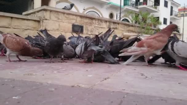 Flock of pigeons crowding central city square. Environmental pollution problem — Stock Video