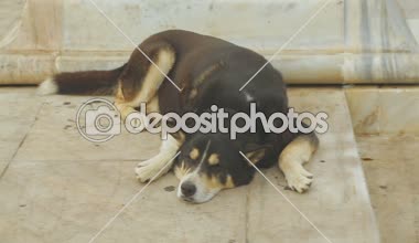 Aç karışık-breed sokak köpekleri sokakta yatıyor. Isırma ve hastalığı tehlike