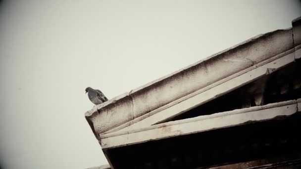 Ominoso pájaro sentado en el techo del viejo edificio en descomposición, película de terror, mal presagio — Vídeos de Stock