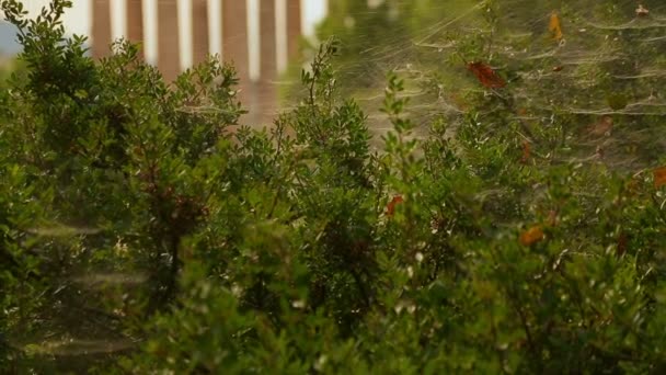 Ruins of greatest temple in ancient Greece, ancient site seen through bushes — Stock Video