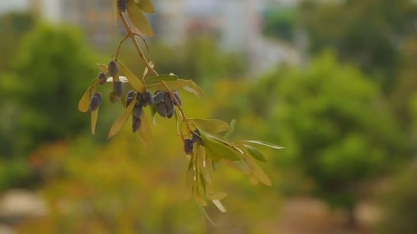 올리브 나무 가지, 평화 기호, 석유 생산, 화장품 산업, 의학 — 비디오