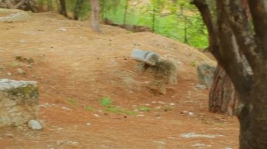 Panoramik çekim suç mahalli vahşi ormanda antik taş bina kalıntıları,