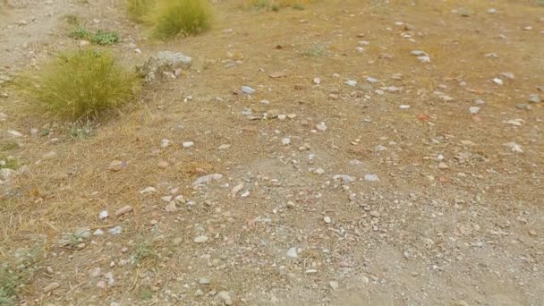 Musée en plein air aux ruines du théâtre antique, lieu de divertissement antique en Grèce — Video