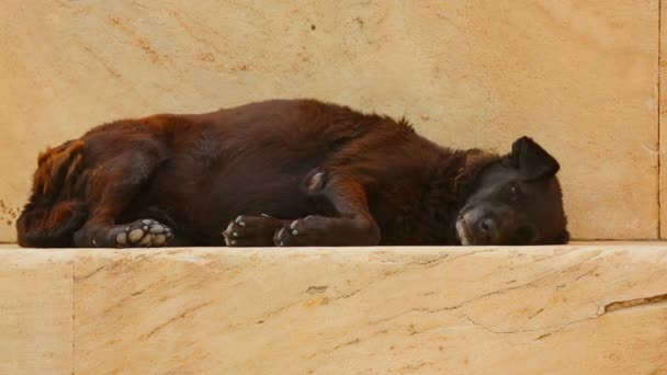 階段、孤独な動物、狂犬病の脅威に眠っている悲惨な飢えた野良犬 — ストック動画