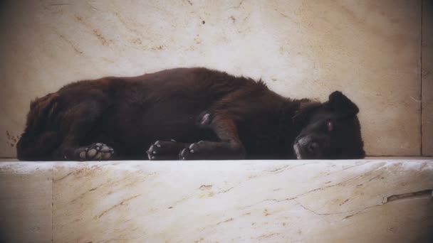 Onheilspellende zwarte hellehond op zoek in de camera, horrorfilm, helse rode-ogen hond — Stockvideo