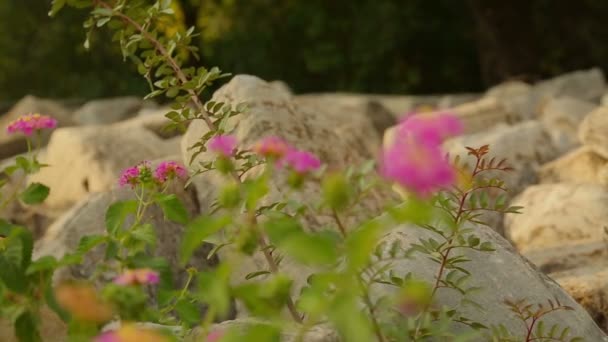 Beautiful flower growing on remains of ancient building, plant used in medicine — Stock Video