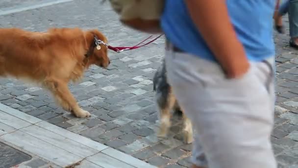 Muž, venčení psů na vodítku ve městě ulici, starat se o domácí zvířata pedigree — Stock video