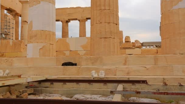 Dog sleeping on stairs of ruins of majestic ancient building, cultural heritage — Stock Video