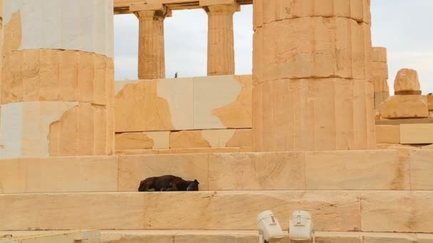 Sick mixed-breed dog sleeping on stairs of old building, stray animals in cities — Stock Video