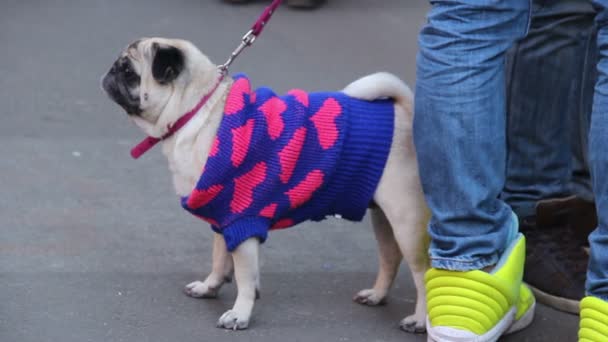 Chiens chiots drôles, animaux de compagnie en tenue glamour marchant en laisse, spectacle animalier pedigree — Video