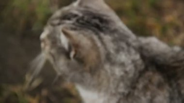 Meowing, insan iyilik zevk güzel kabarık kedi. Kadın sevişme başıboş hayvan