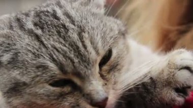 Güzel Gri kedi, hayvanlarla İnsan iyilik sevişme kişi portre çekim