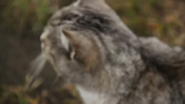 Charmant chat moelleux miauler, profiter de la gentillesse humaine. Femme caressant animal errant 