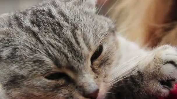 Gros plan de la personne caressant beau chat gris, gentillesse humaine pour les animaux 