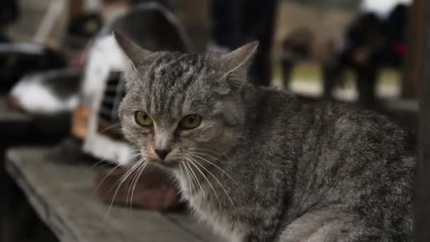 Funny cat looking into camera, knight's steel helmet at historical exhibition — Stock Video